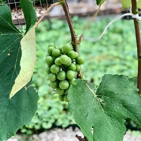 Casa Galliera - * קסזטלי