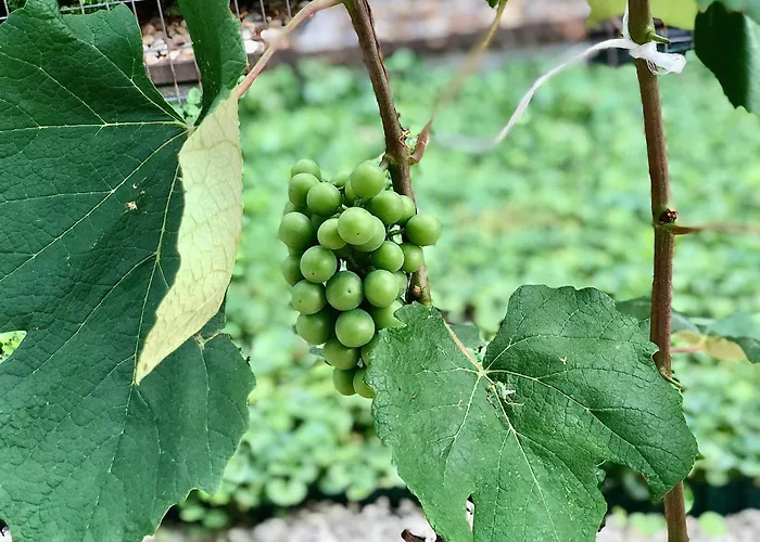 Casa Galliera - * קסזטלי